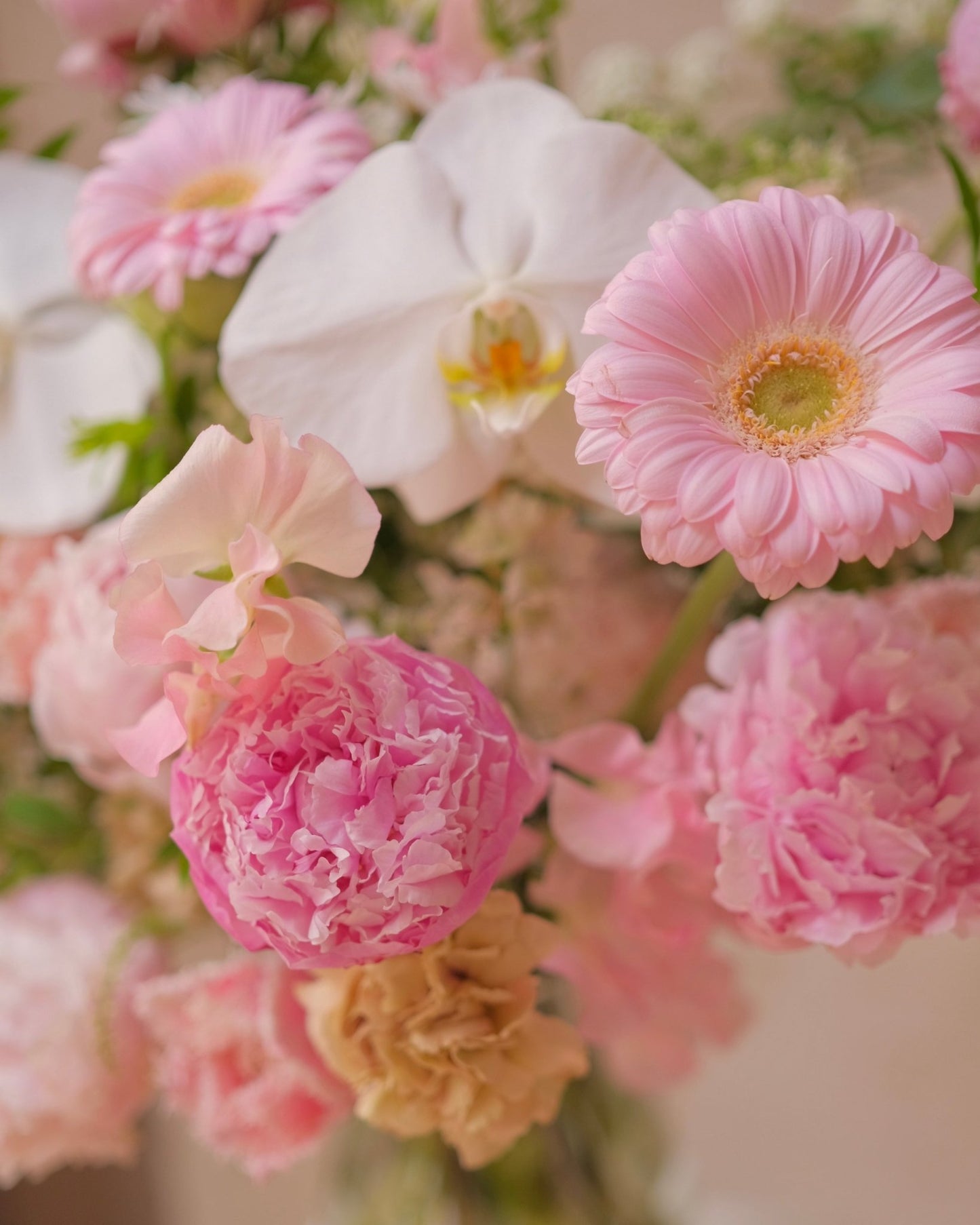 Blushing Gratitude | Light Pink Peony - 2025Mday - 2