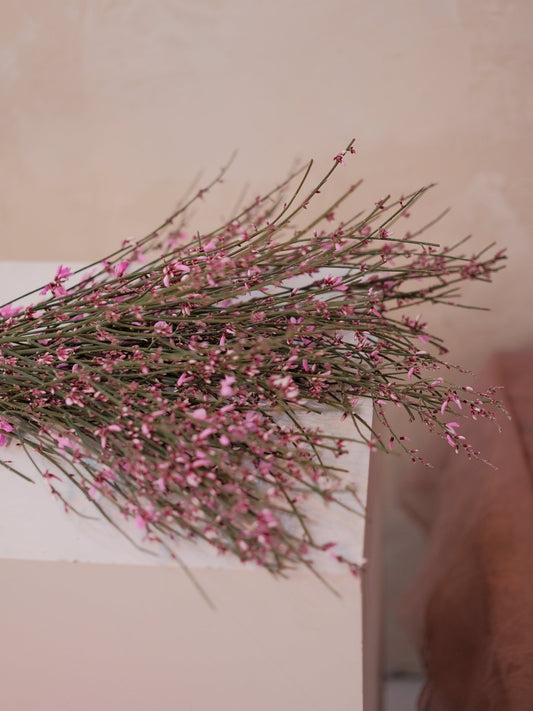 Cytisus - 2026 Chinese New Year - CNY Flowers -