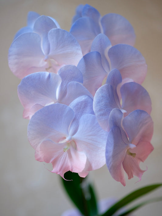 Dyed Orchid | Baby Blue & Pink - 2026 Chinese New Year -