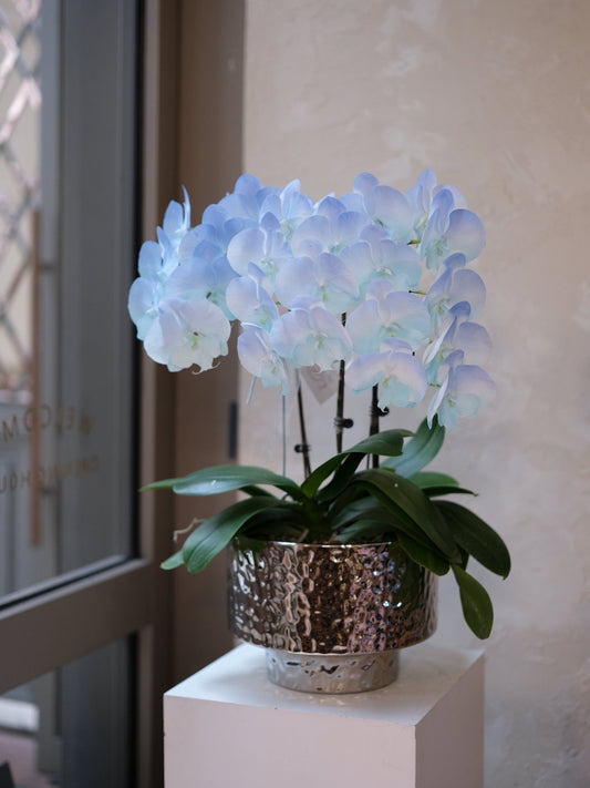 Dyed Orchid | Baby Blue & Tiffany Blue - 2026 Chinese New Year -