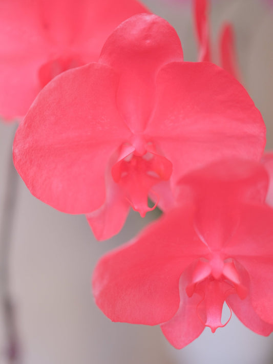 Dyed Orchid | Flamingo Red - 2026 Chinese New Year -