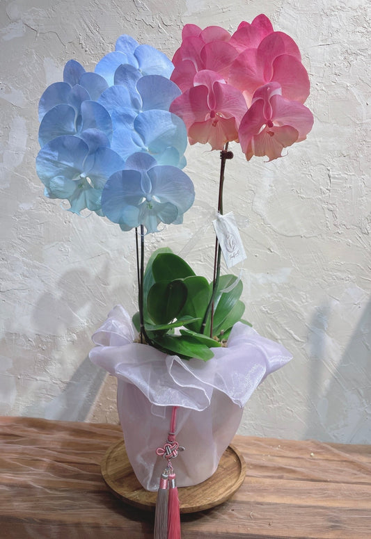 Dyed Orchid | Mix Color - 2026 Chinese New Year -