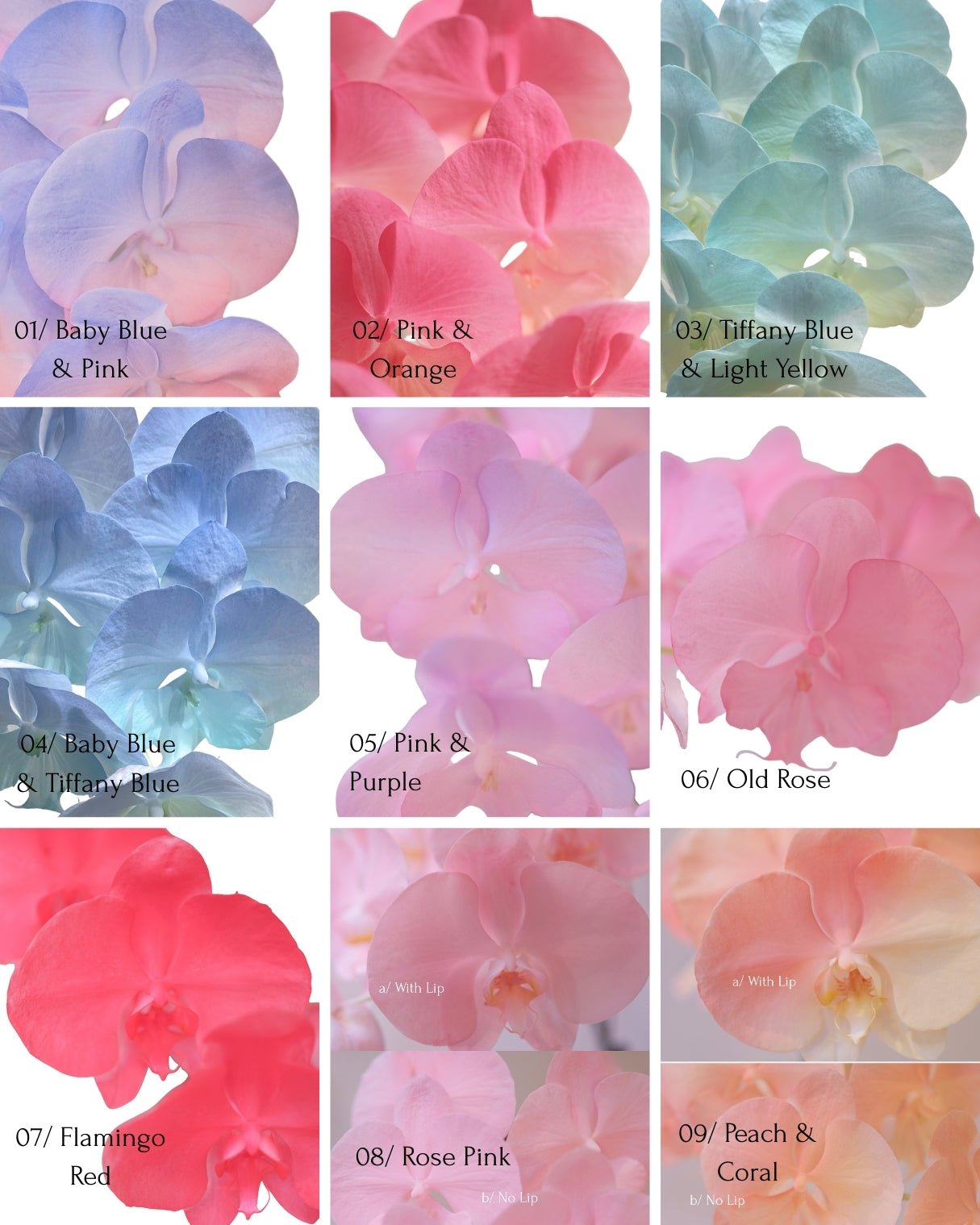 Dyed Orchid | Mix Color - 2026 Chinese New Year -