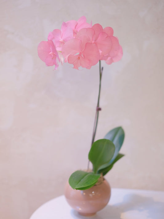 Dyed Orchid | Old Rose - 2026 Chinese New Year -