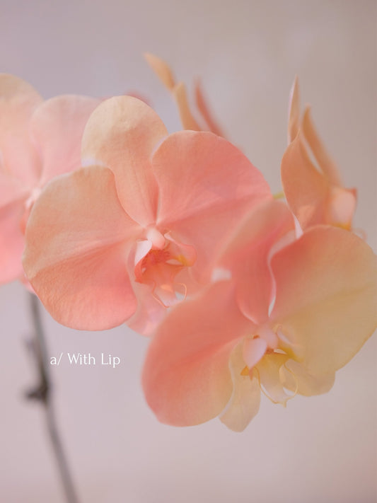 Dyed Orchid | Peach & Coral - 2026 Chinese New Year -