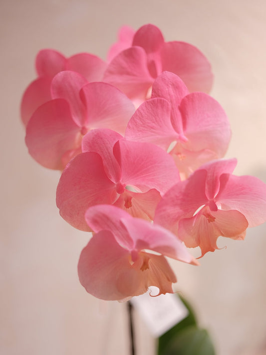 Dyed Orchid | Pink & Orange - 2026 Chinese New Year -