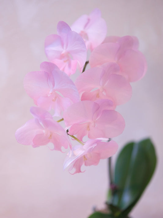 Dyed Orchid | Pink & Purple - 2026 Chinese New Year -