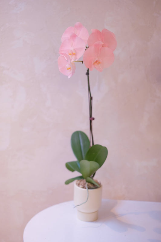 Dyed Orchid | Rose Pink - 2026 Chinese New Year -