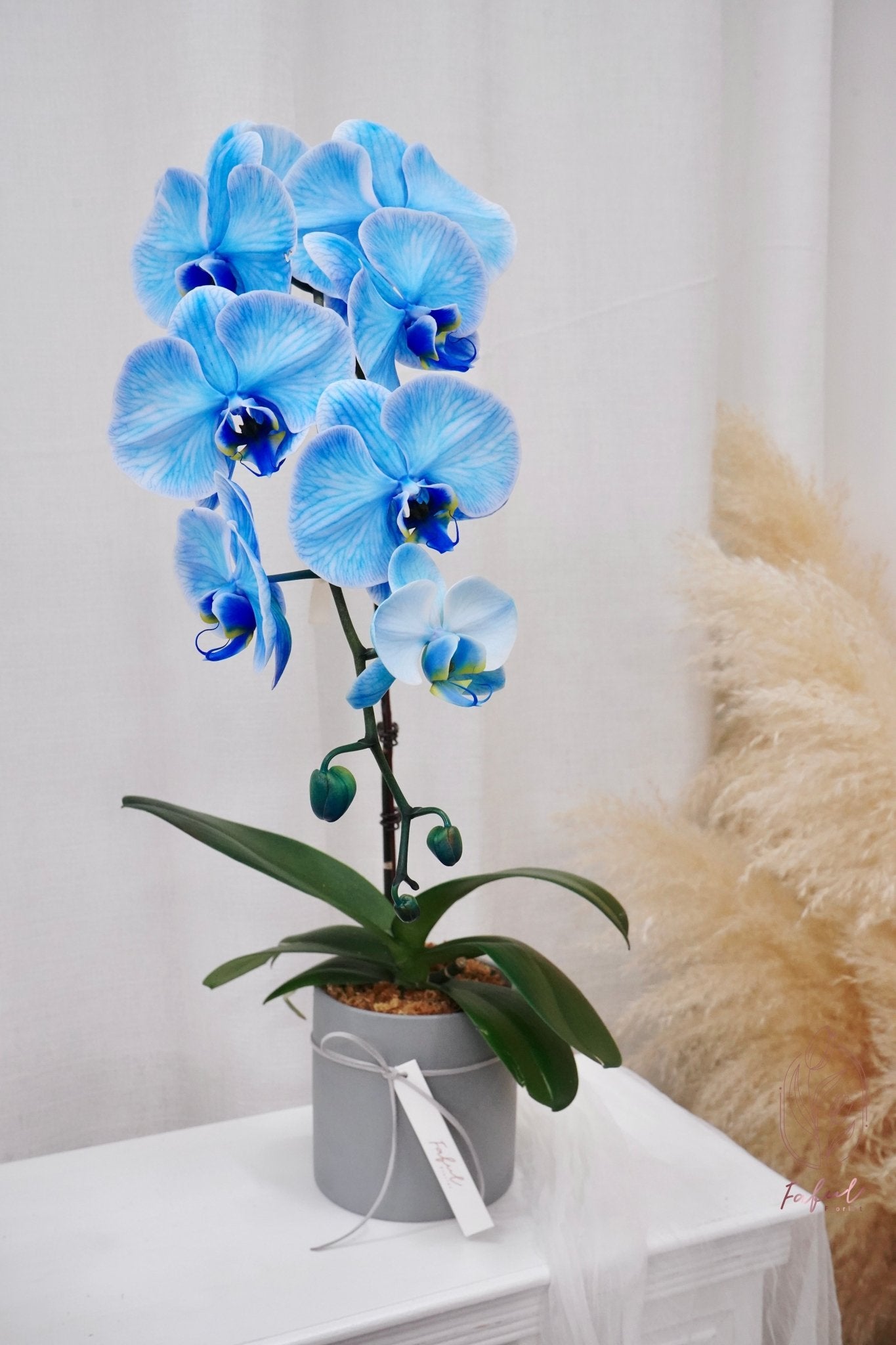 Macaron Orchid | Medium Orchid - Fresh flowers - 2025CNY - 6