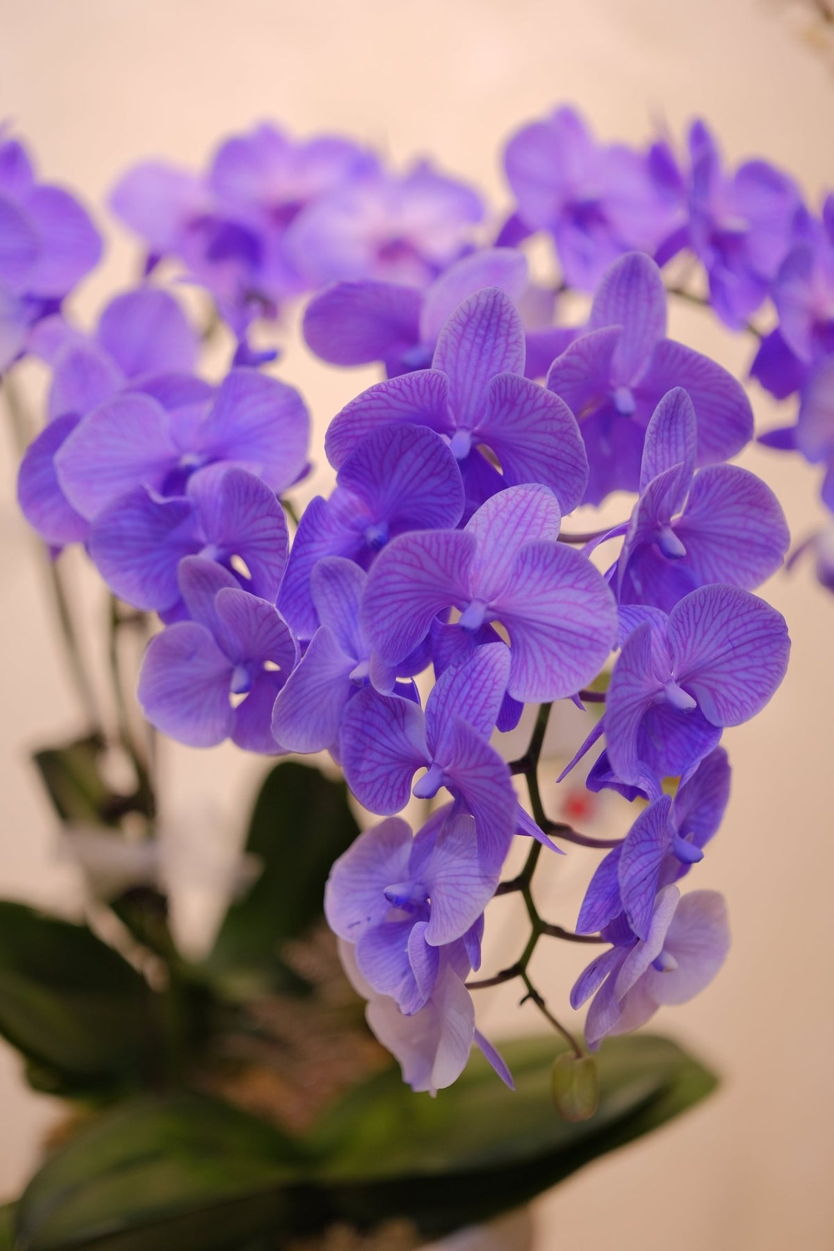 Purple phalaenopsis orchid close-up vibrant petals and buds by Faful Florist