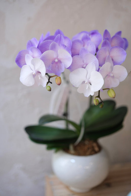 Macaron Orchid | Small - Sized Orchid - Fresh flowers - 2025CNY - Chinese New Year - Macaron Orchid