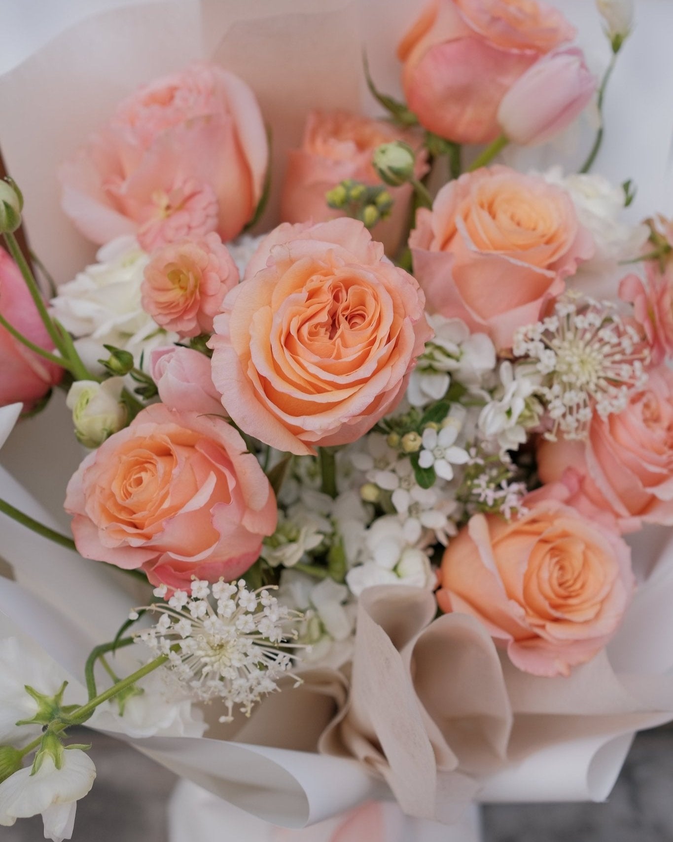 Peach Fascination | Peach Rose - 2025vday - 2