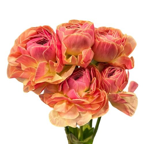 Peach and pink ranunculus bouquet with ruffled petals in clear wrap by Faful Florist