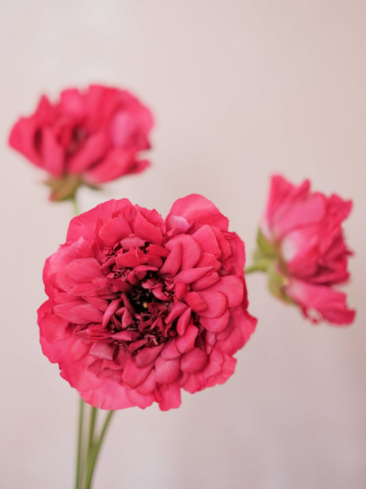 Ranunculu Charlotte - 2026 Chinese New Year - CNY Flowers -