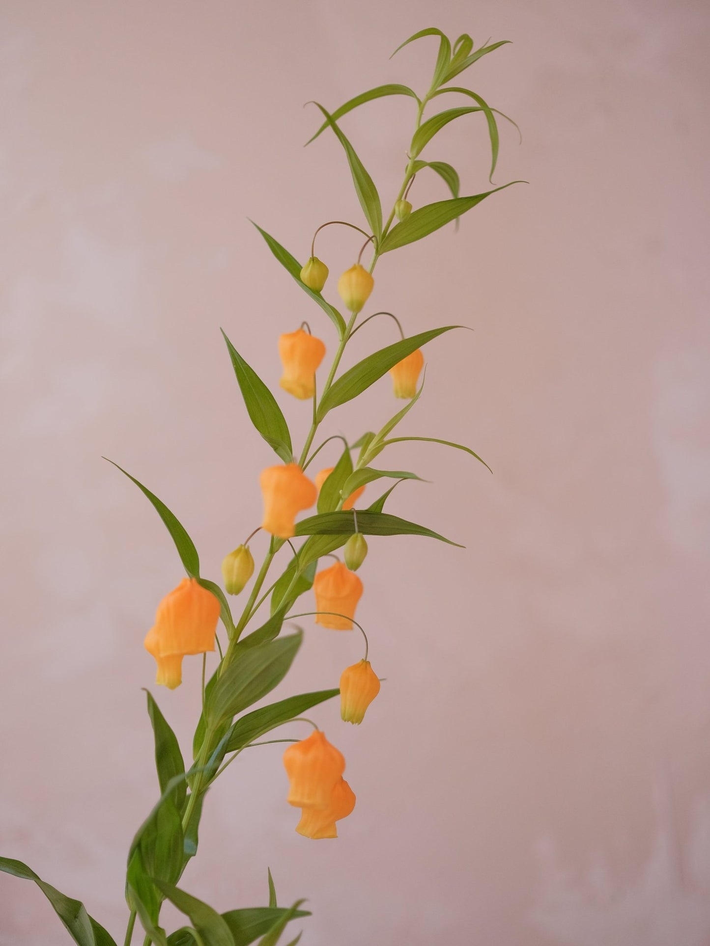 Sandersonia - 2026 Chinese New Year - CNY Flowers -