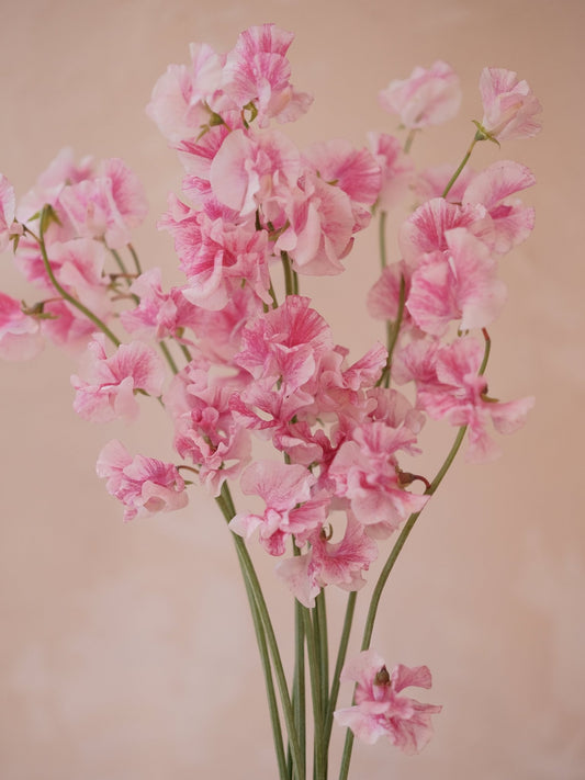 Sweet Pea - 2026 Chinese New Year - CNY Flowers -