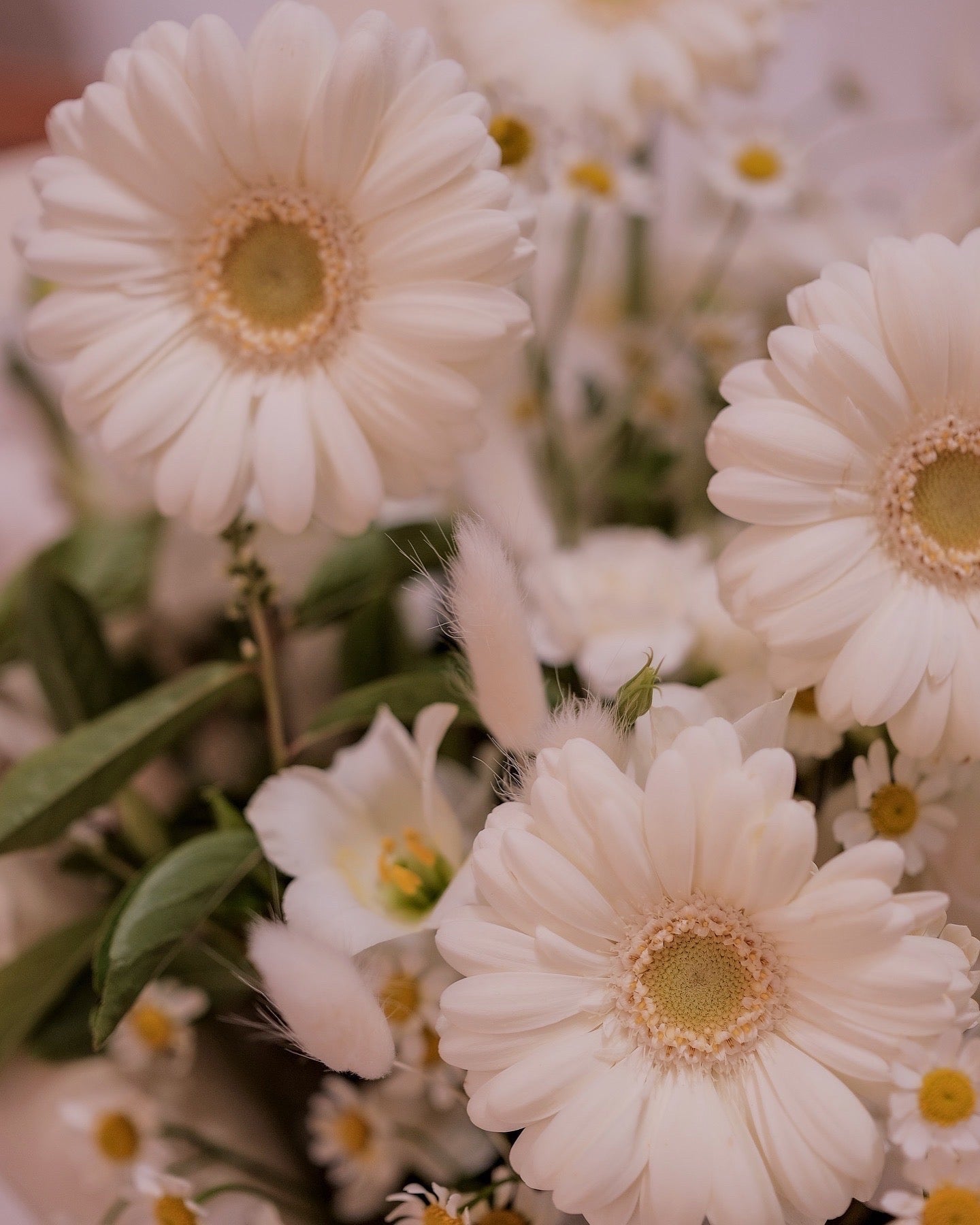 White Gerbera | - Fresh Flowers - Bouquet - Anniversary - Birthday - Bouquet - 2