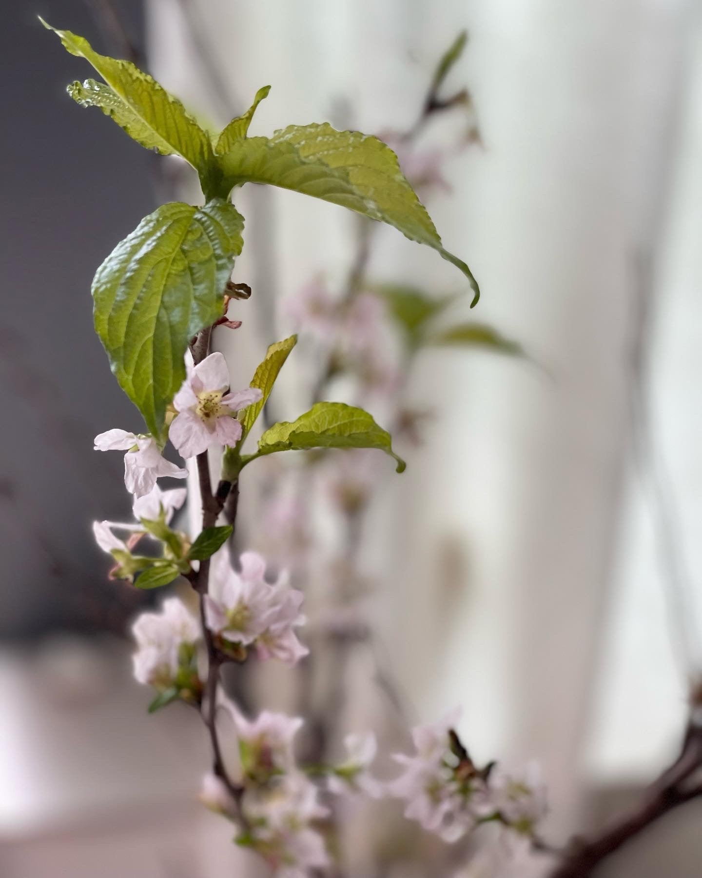 日本山形縣。啓翁櫻 Sakura - Fresh flowers, Chinese new year - 年花 - 3