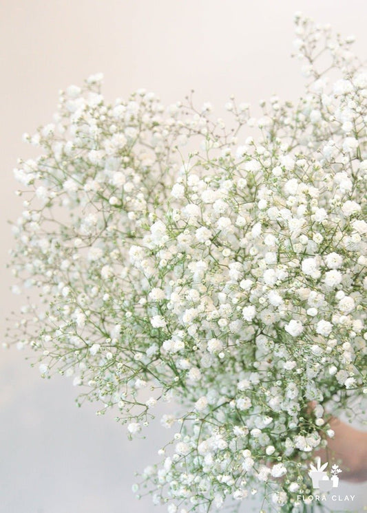 Baby's Breath Meaning: The Symbolism and Significance of Baby's Breath - Faful Florist