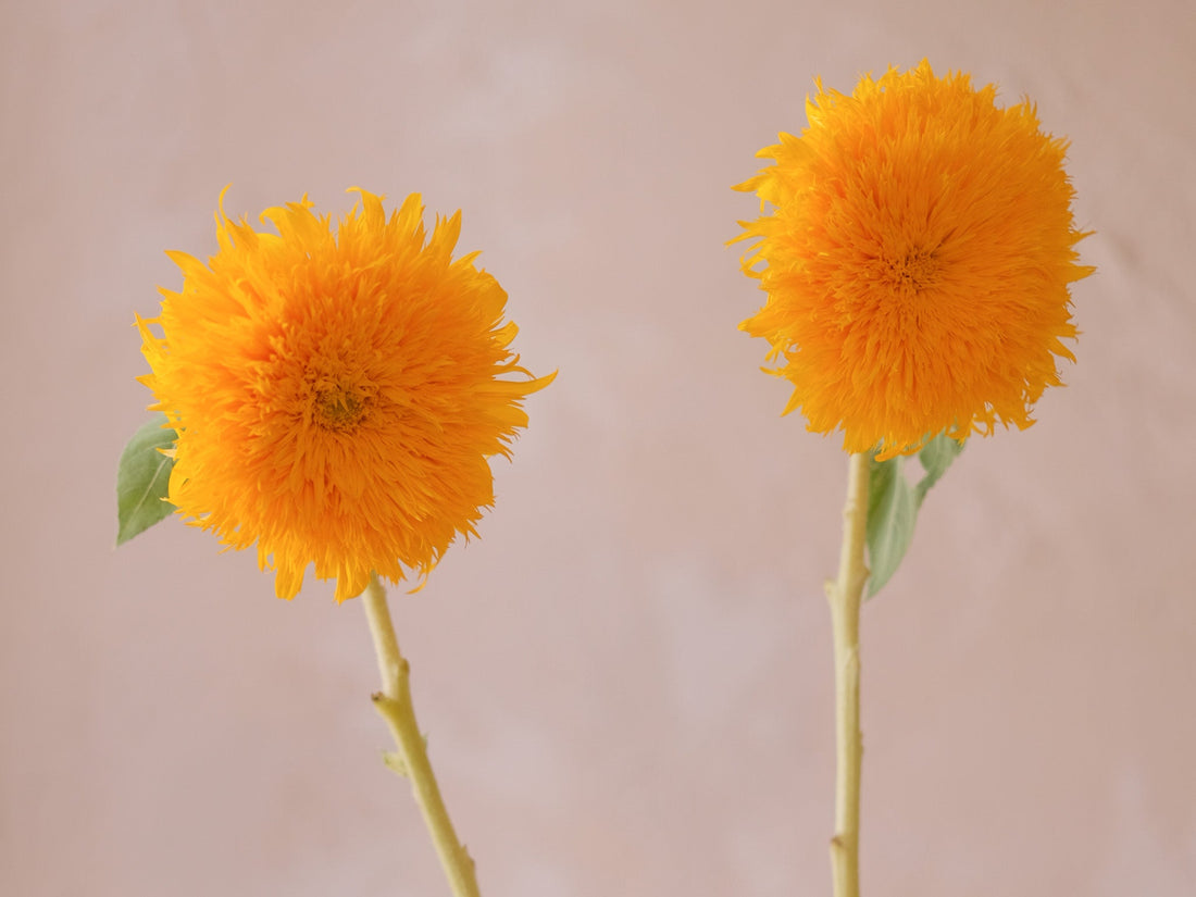 Farewell Campus, Welcome New Journeys - Mastering the Art of Graduation Bouquet Gifting! - Faful Florist