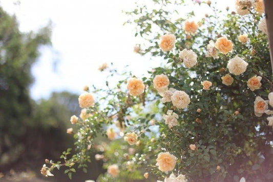 Hidden Rose Meaning: Unlock a World of Hidden Emotions - Faful Florist