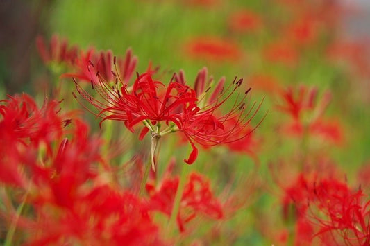 Higanbana - Truly Unlucky? Debunking Myths about its Flower Language! More Than Just the 'Death Flower' - Faful Florist