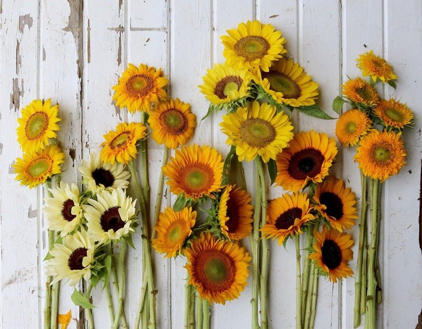 Sunflower Varieties and Their Significance - Faful Florist