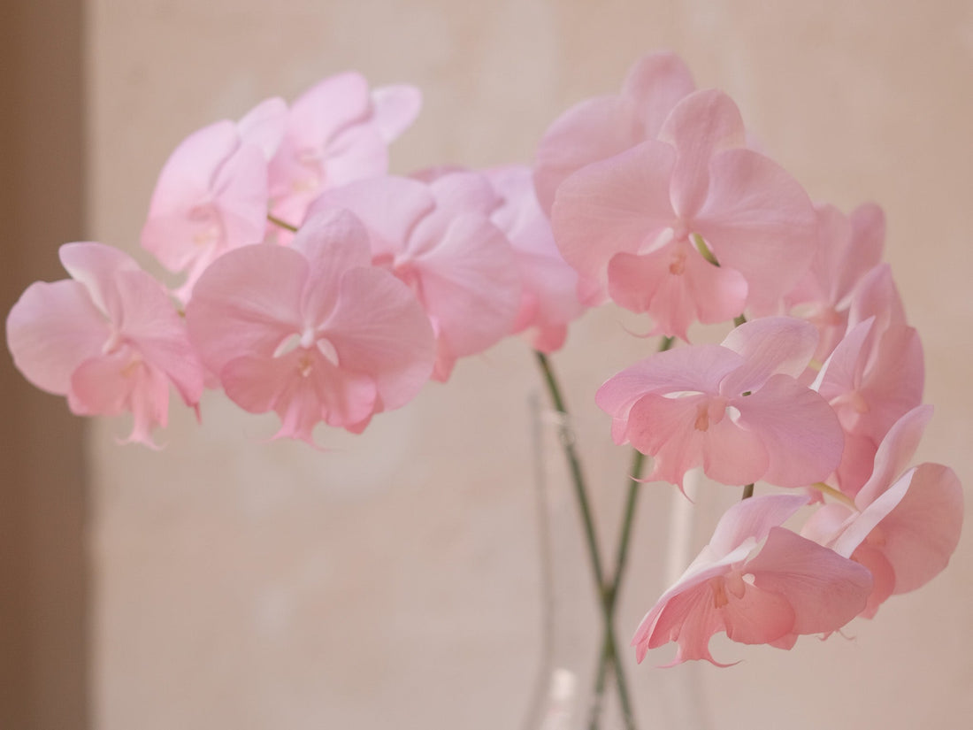 Symbol of Elegance and Refinement - An In-depth Analysis of Orchid Meaning - Faful Florist