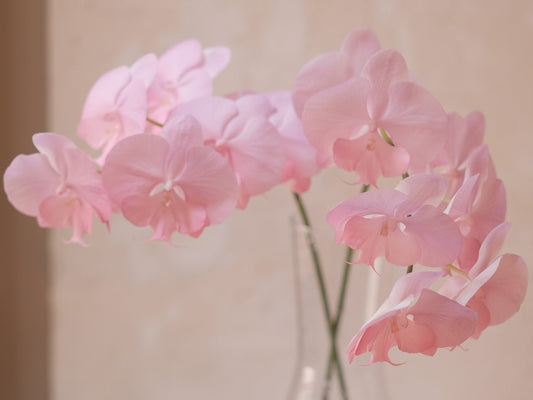 Symbol of Elegance and Refinement - An In-depth Analysis of Orchid Meaning - Faful Florist