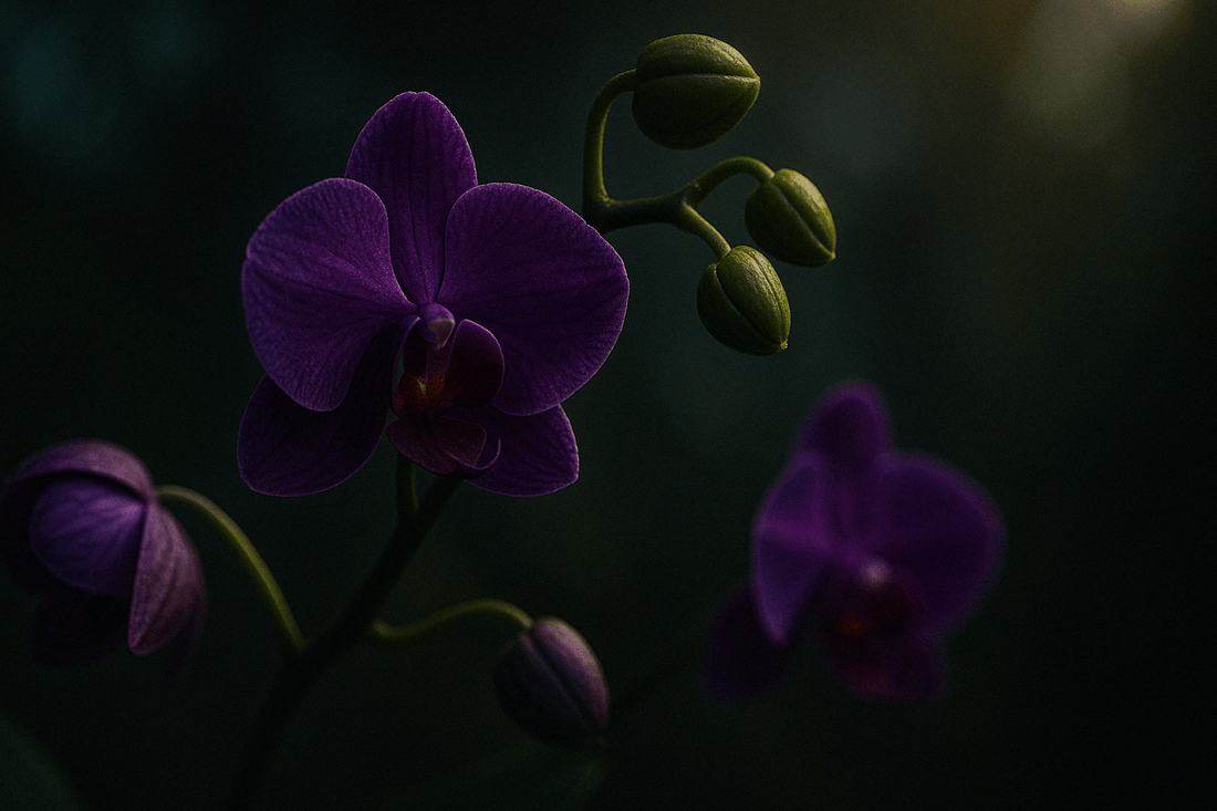 Symbol of Elegance and Refinement - An In-depth Analysis of Orchid Meaning - Faful Florist