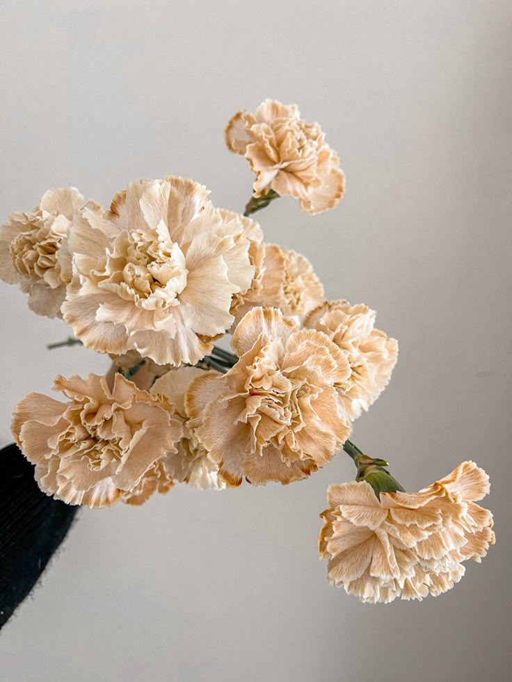 The Complete Guide to Carnation Meaning: Color Meanings, Gifting Occasions & Cultural Insights - Faful Florist