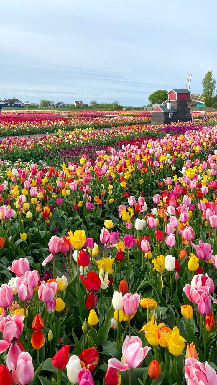 Tulip Varieties and Their Seasonal Significance - Faful Florist