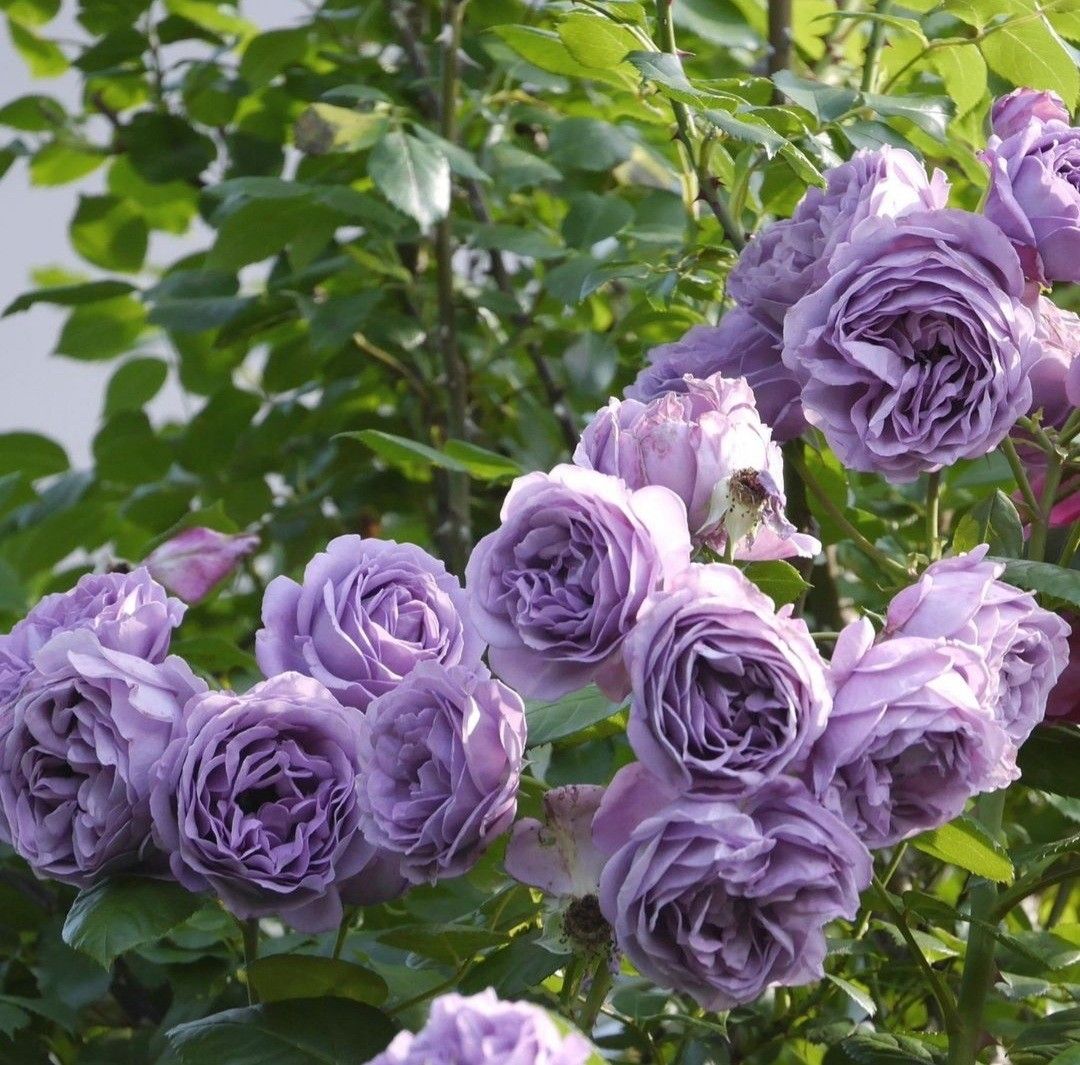 Uncovering Purple Rose Meaning: The Enigmatic Purple Rose - Faful Florist