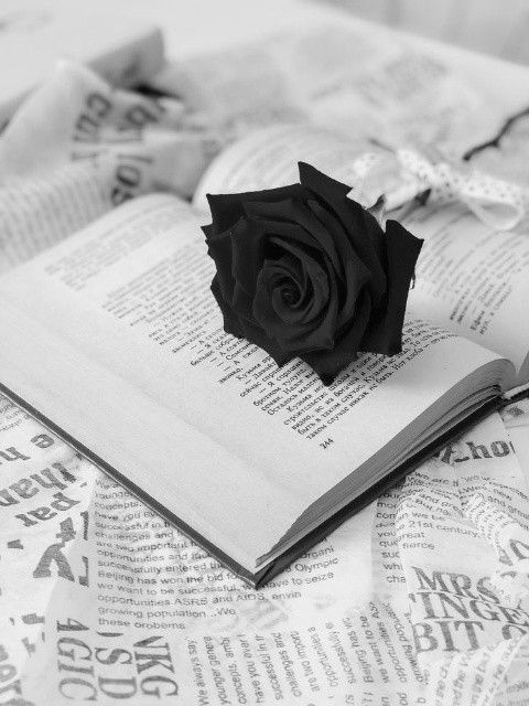 Understanding Black Roses True Meaning - fafulflorist