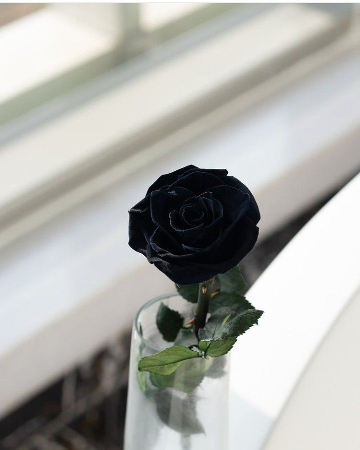 Understanding the true Black Rose Meaning - Faful Florist