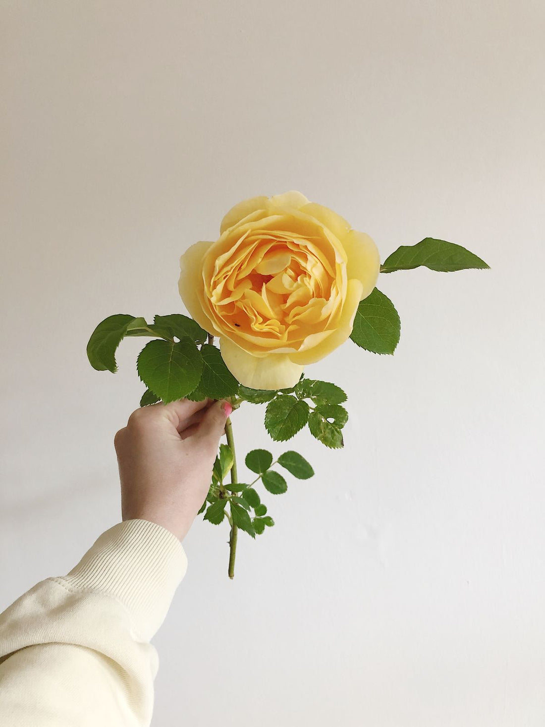 Understanding the Yellow Rose Meaning Behind - Faful Florist