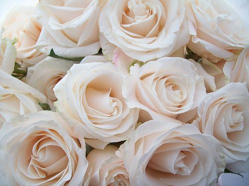 Unveiling Champagne Roses Meaning and Symbolism - fafulflorist