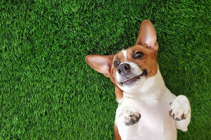 Which Flowers Are Harmless to Furkids? Recommendations for Common Pet-Safe Flowers in Hong Kong - Faful Florist