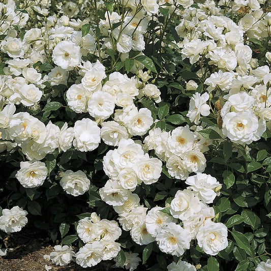 White Rose Meaning: More than just Pure Beauty & Grace - Faful Florist