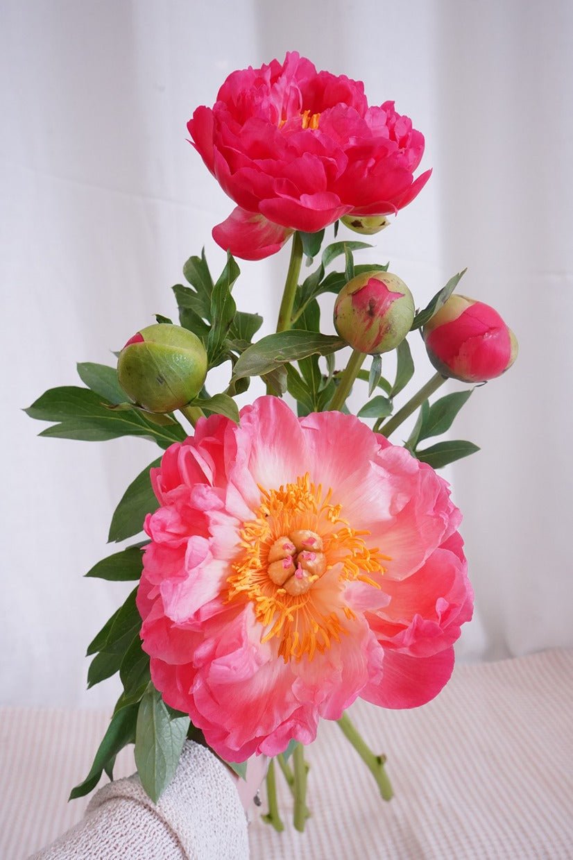 Coral Charm Peony (with Daisy) | Peony - Fresh Flowers - Bouquet - Anniversary - Birthday - Bouquet - 3