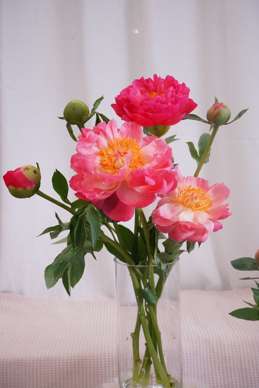 Coral Charm Peony (with Daisy) | Peony - Fresh Flowers - Bouquet - Anniversary - Birthday - Bouquet - 4