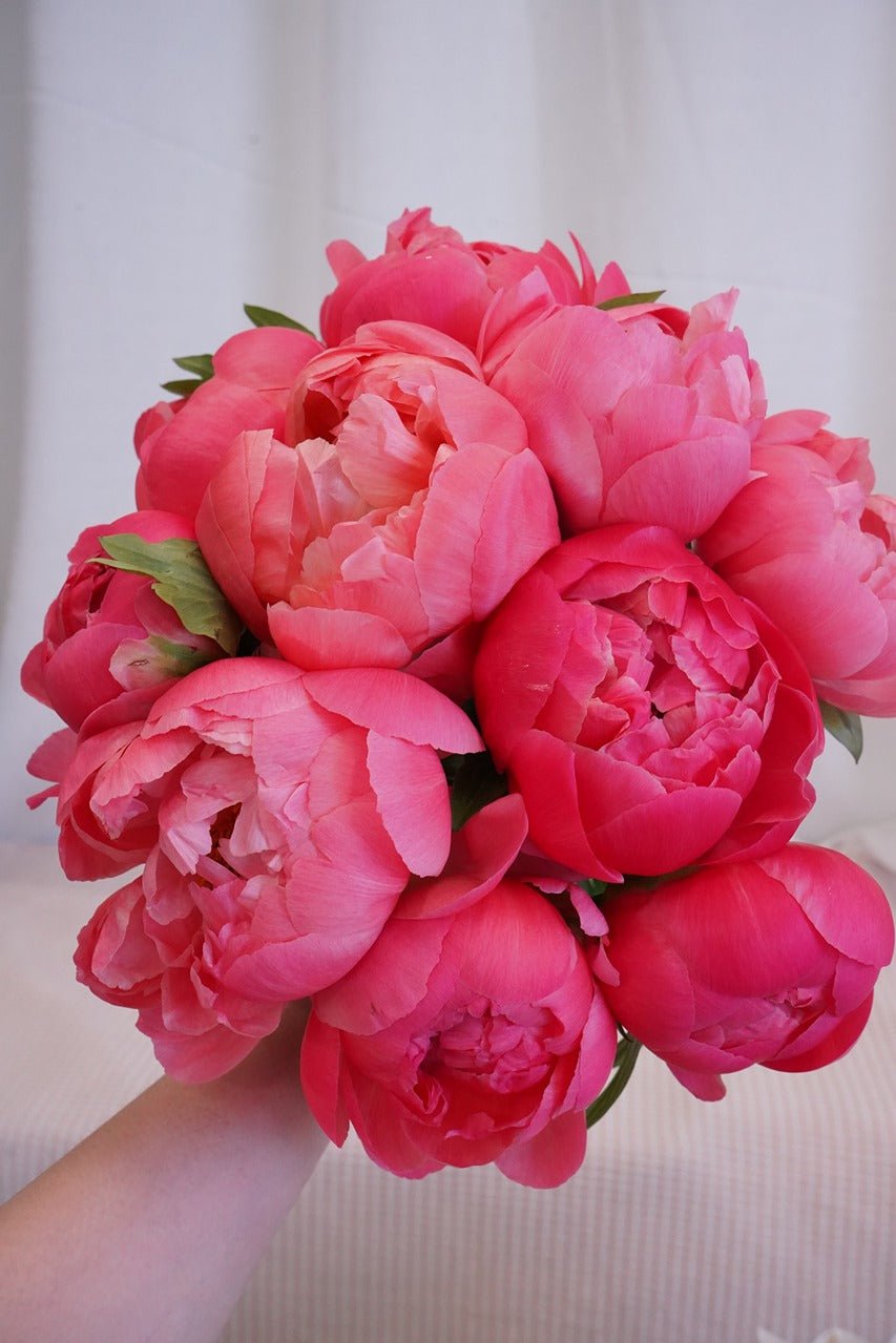 Coral Charm Peony (with Daisy) | Peony - Fresh Flowers - Bouquet - Anniversary - Birthday - Bouquet - 5