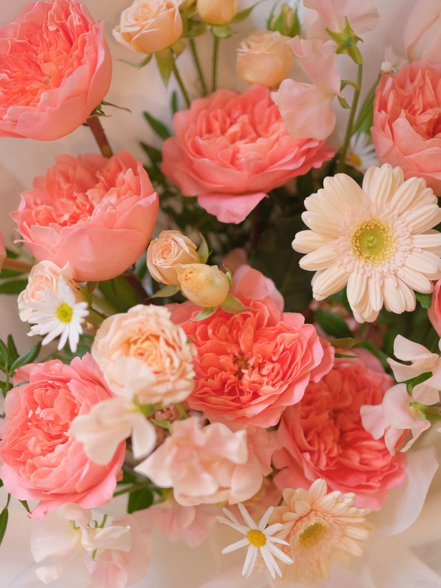 Coral Dragonfly | Garden Rose - 2026 Valentine's Day - 