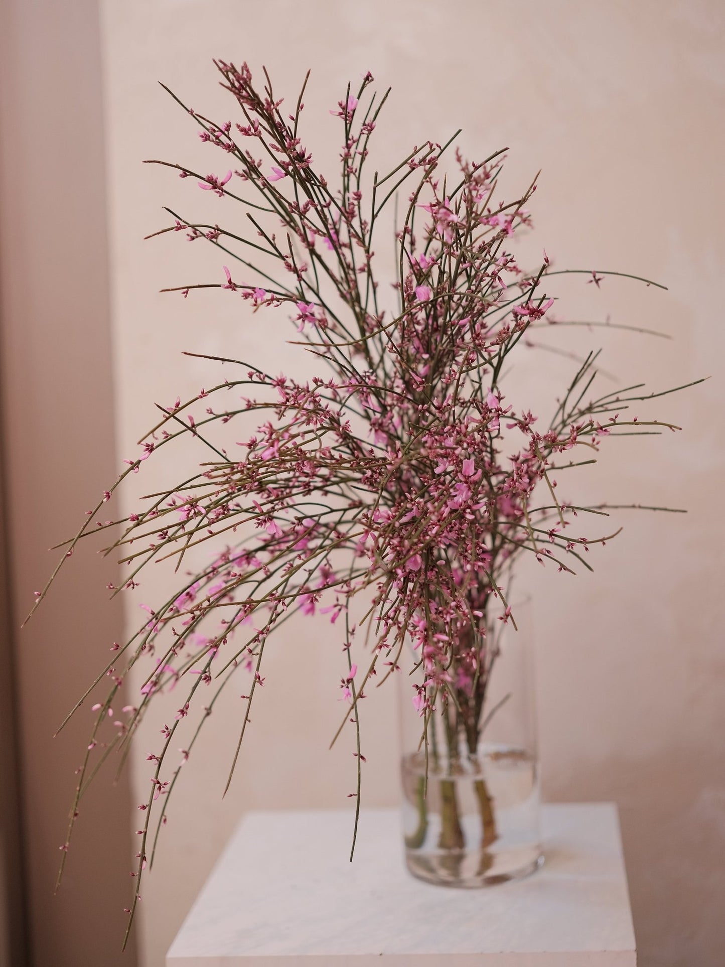 Cytisus - 2026 Chinese New Year - CNY Flowers - 