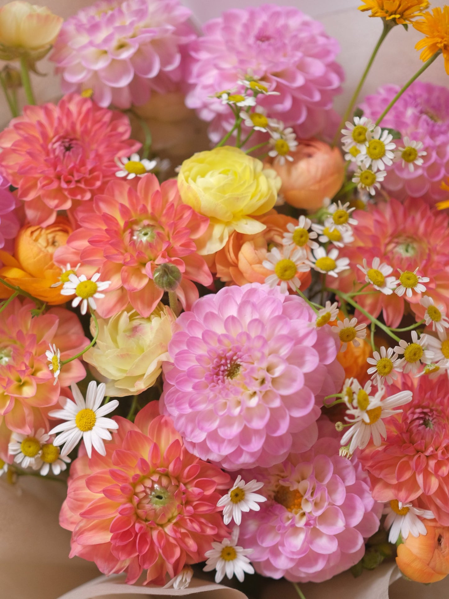 Mixed Dahlia |