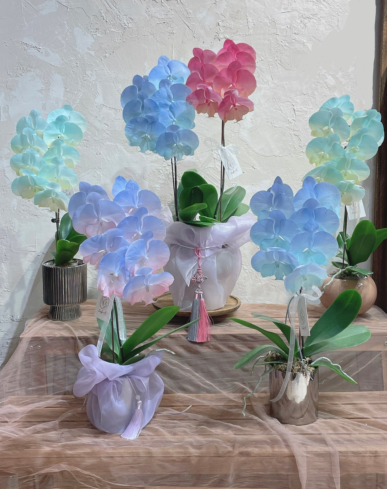Dyed Orchid | Baby Blue & Pink - 2026 Chinese New Year - 