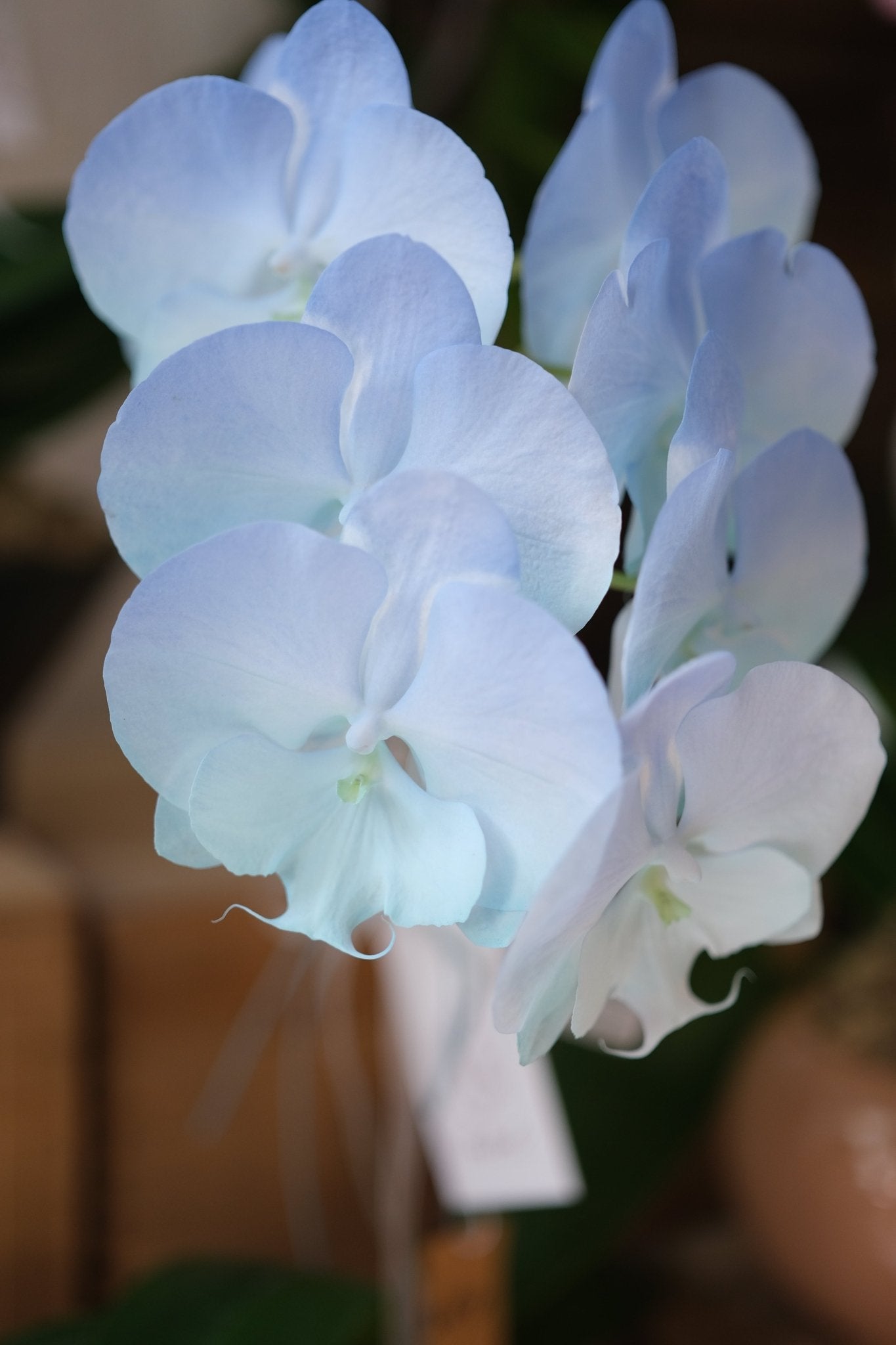 Dyed Orchid | Baby Blue & Tiffany Blue - 2026 Chinese New Year - 