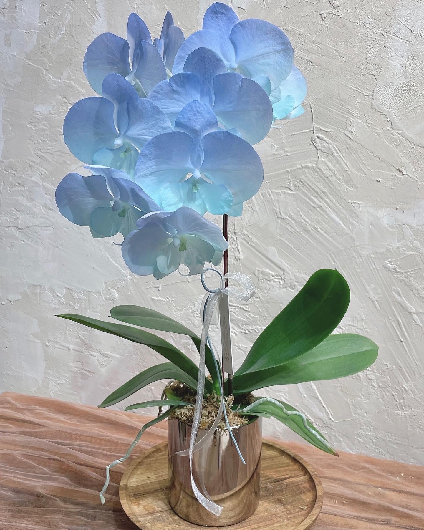 Dyed Orchid | Baby Blue & Tiffany Blue - 2026 Chinese New Year - 
