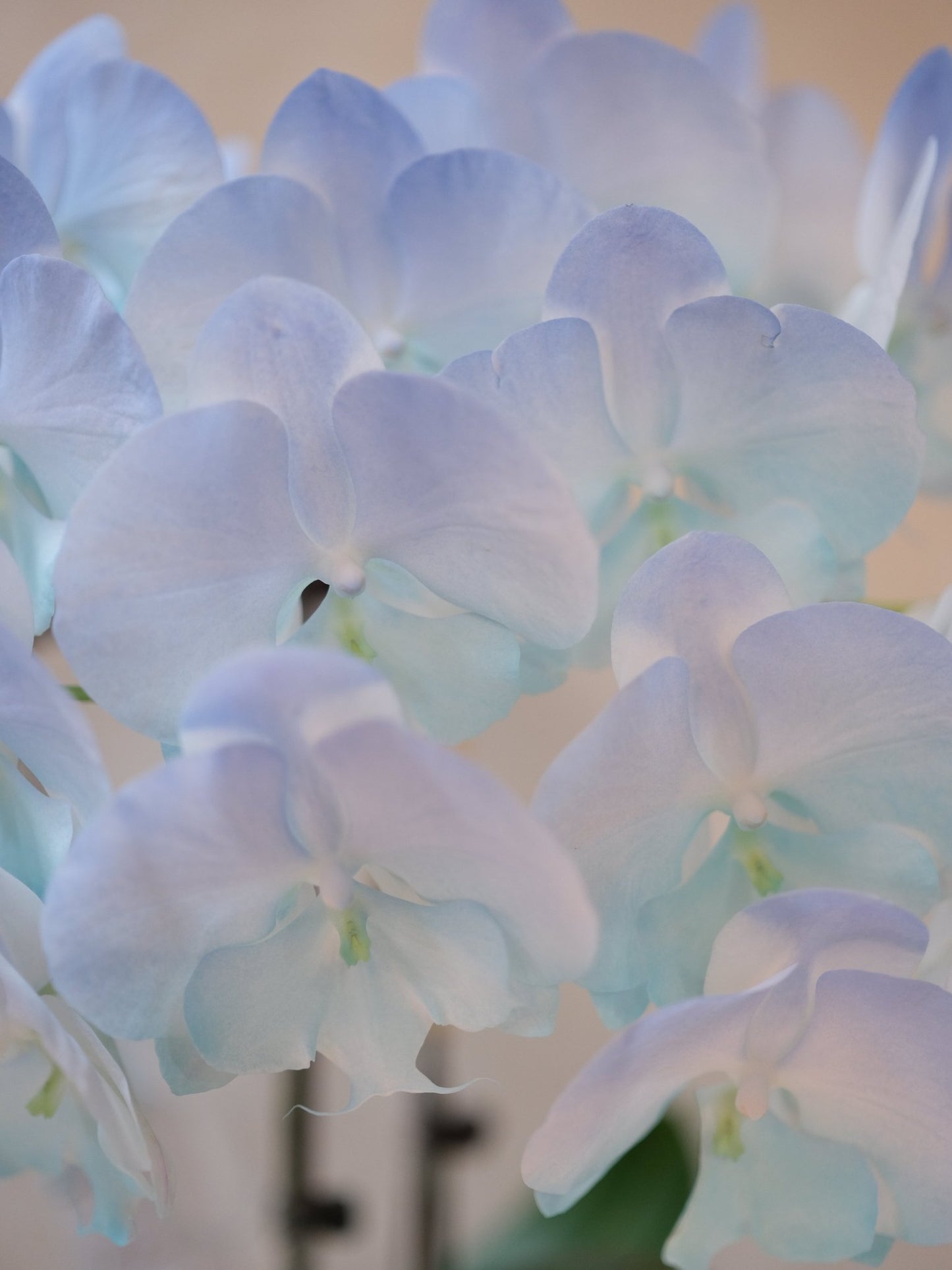 Dyed Orchid | Baby Blue & Tiffany Blue - 2026 Chinese New Year - 