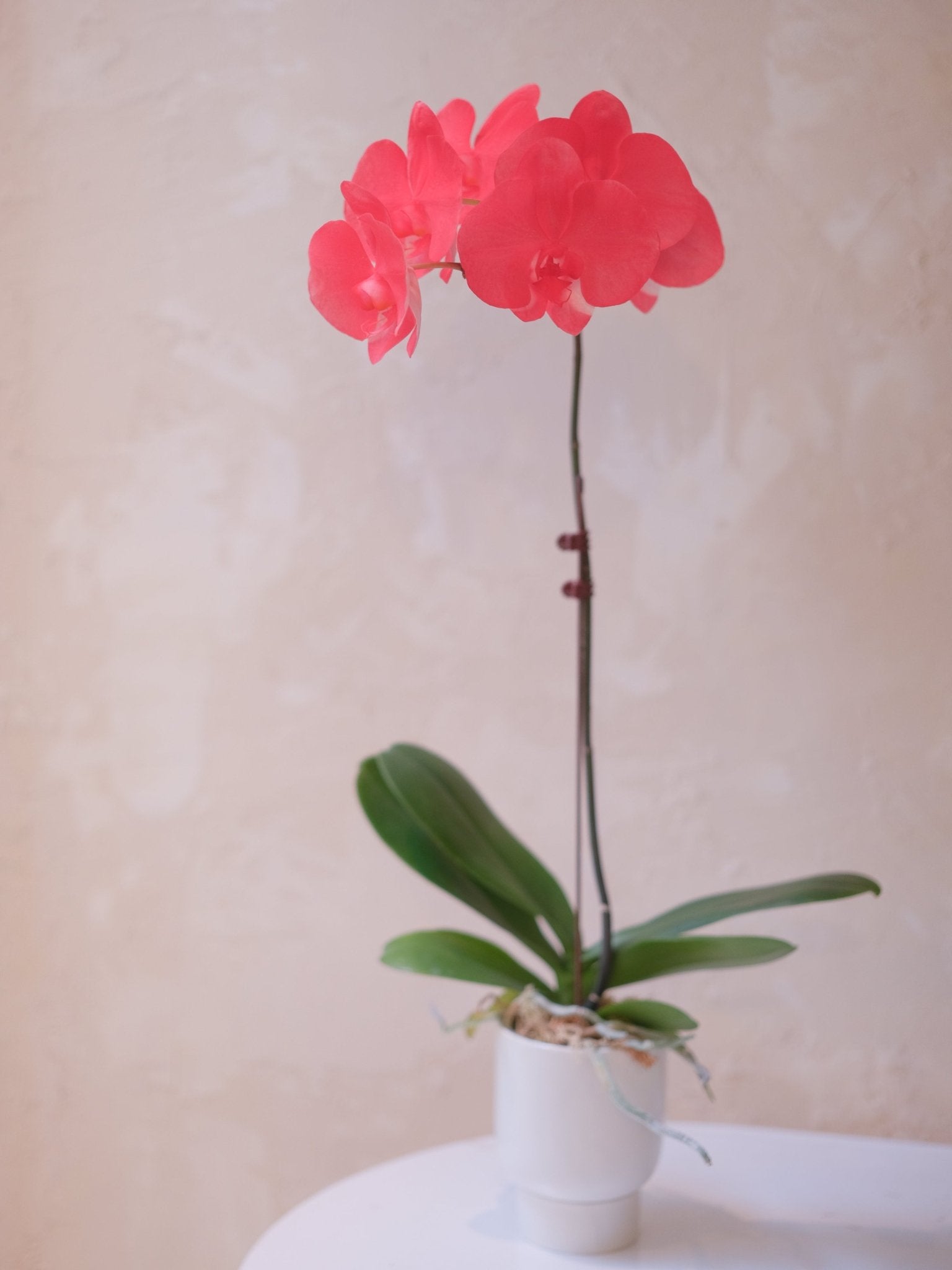 Dyed Orchid | Flamingo Red - 2026 Chinese New Year - 